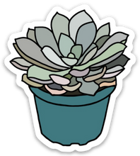 Load image into Gallery viewer, Succulent
